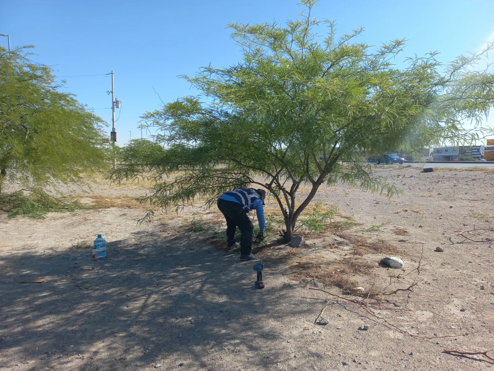 26 voluntarios podaron más de 50 árboles en el bulevar Independencia de Ciudad Juárez - imagen 4