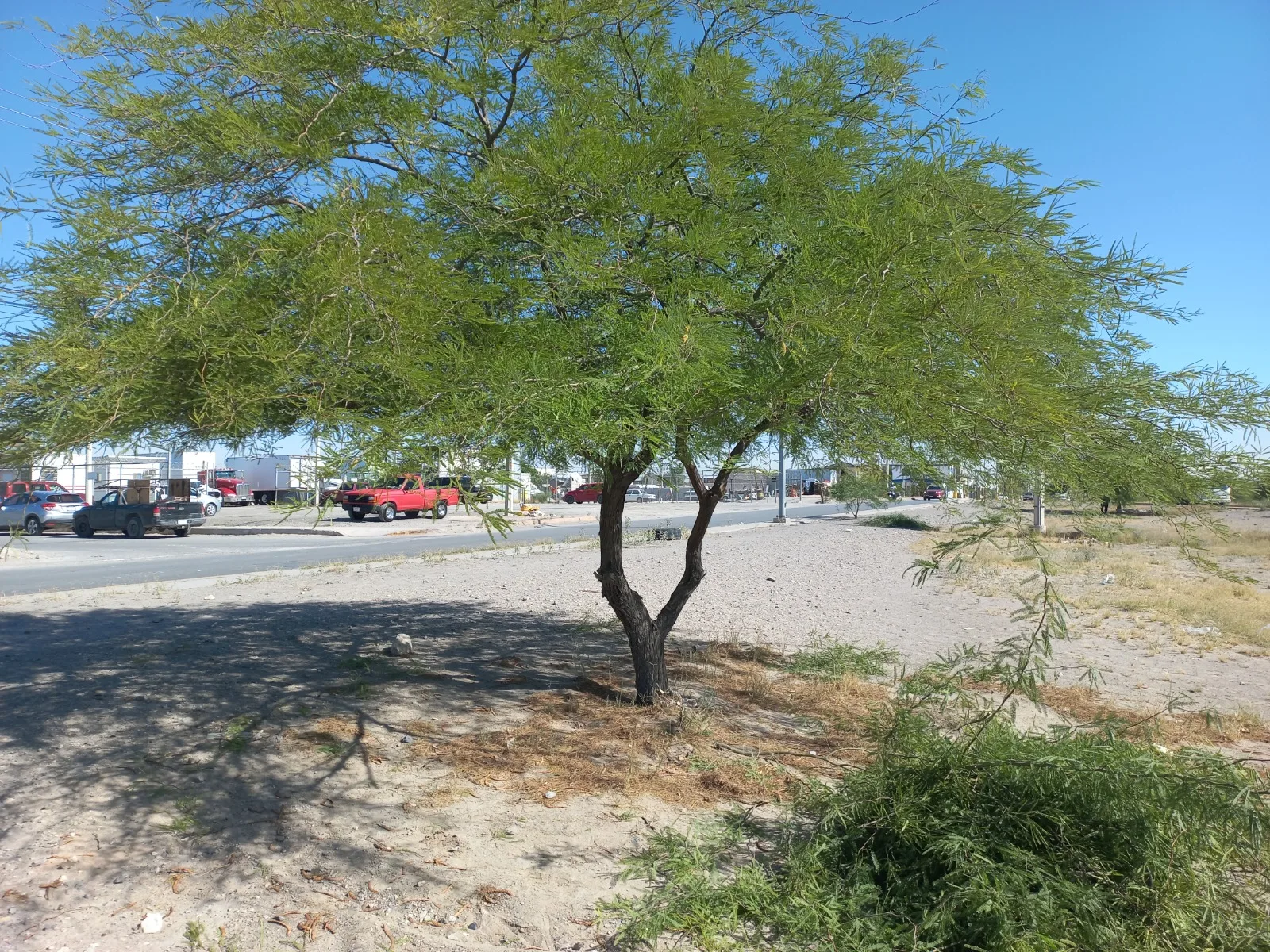 26 voluntarios podaron más de 50 árboles en el bulevar Independencia de Ciudad Juárez - imagen 5