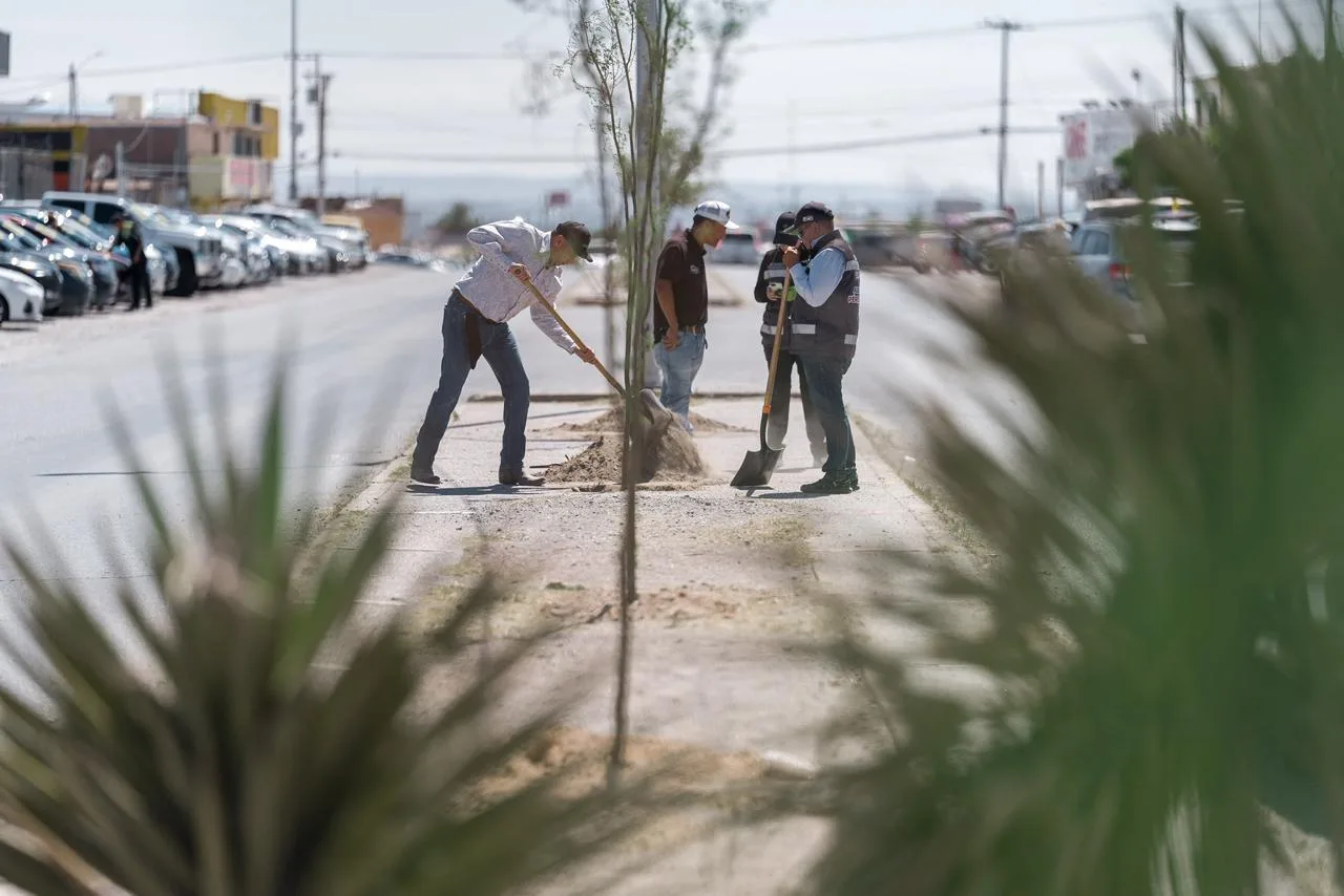 Plantan 133 árboles de huizache en la avenida Carlos Amaya durante jornada de reforestación