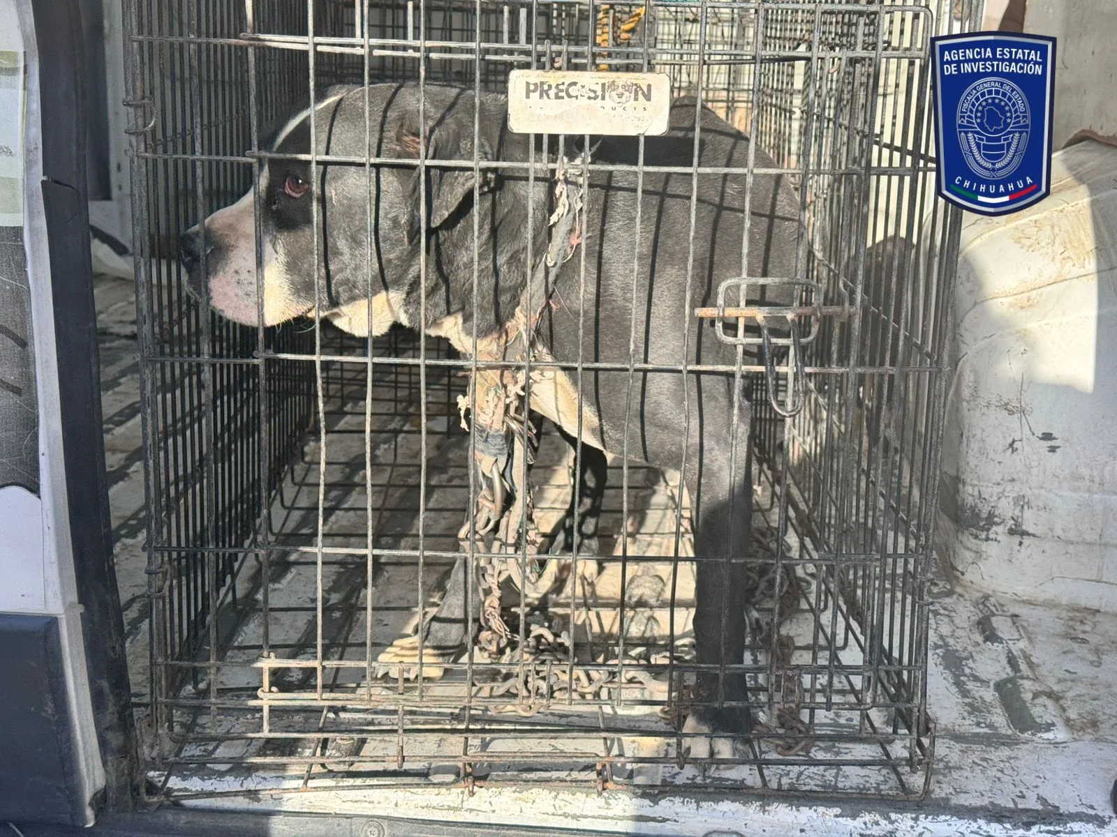 FGE rescata 43 animales víctimas de maltrato en Ciudad Juárez durante abril - imagen 1