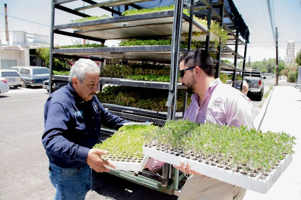 IDEA Delicias entregará semillas y plántulas de hortaliza este martes en la Plaza Carranza