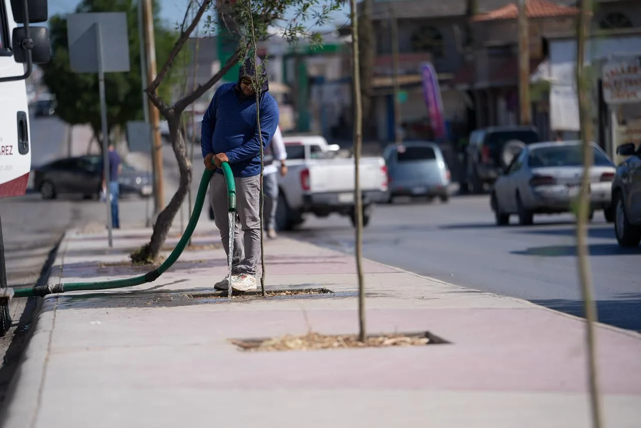 Plantan 175 árboles de huizache en la avenida De los Aztecas de Ciudad Juárez - imagen 1