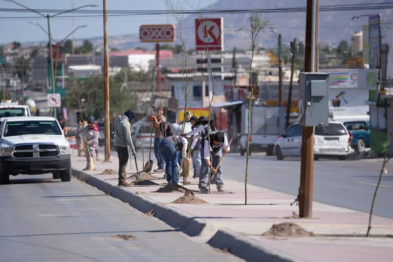 Plantan 175 árboles de huizache en la avenida De los Aztecas de Ciudad Juárez - imagen 2