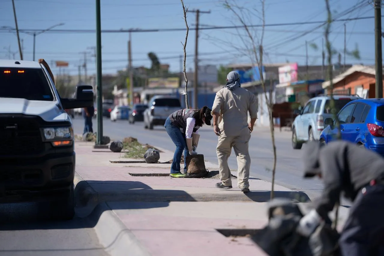 Plantan 175 árboles de huizache en la avenida De los Aztecas de Ciudad Juárez - imagen 6