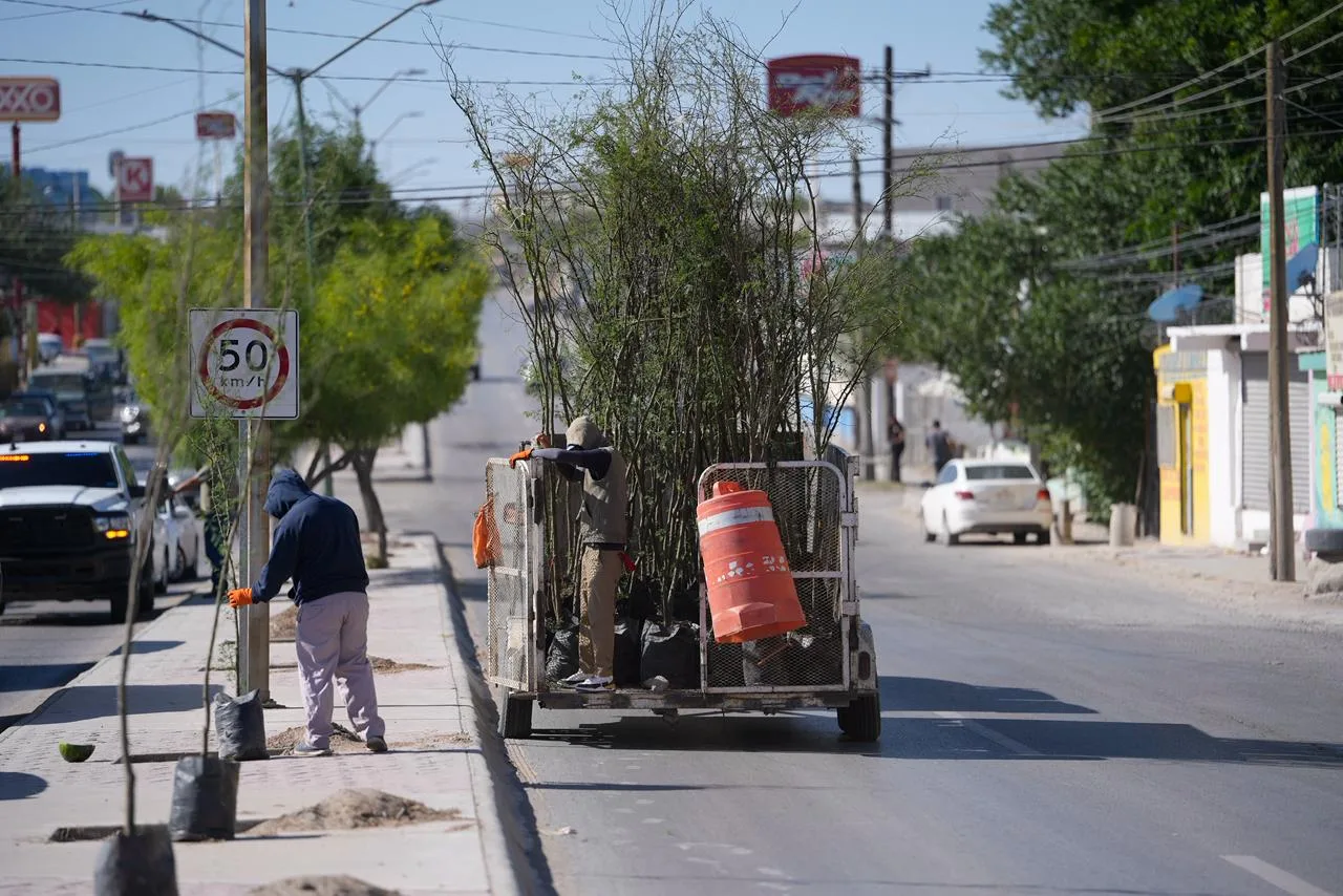 Plantan 175 árboles de huizache en la avenida De los Aztecas de Ciudad Juárez - imagen 7