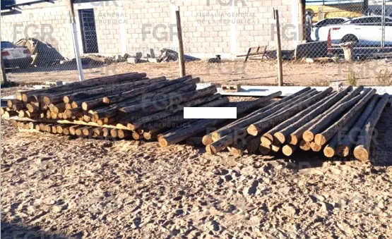 FGR vincula a proceso a presunto traficante de madera en Baja California Sur