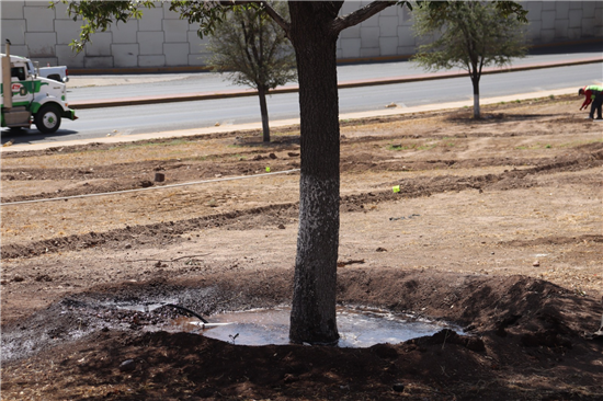 Chihuahua refuerza su imagen urbana con nuevo sistema de riego y reforestación en el talud Homero - imagen 2