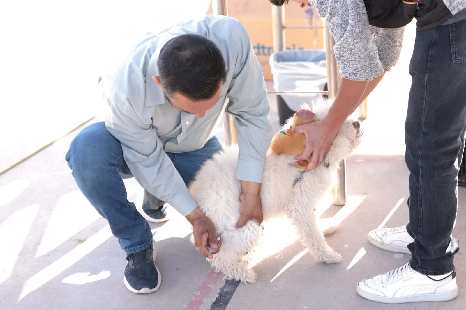 DABA esteriliza a 614 perros y gatos en jornada masiva en Ciudad Juárez - imagen 3
