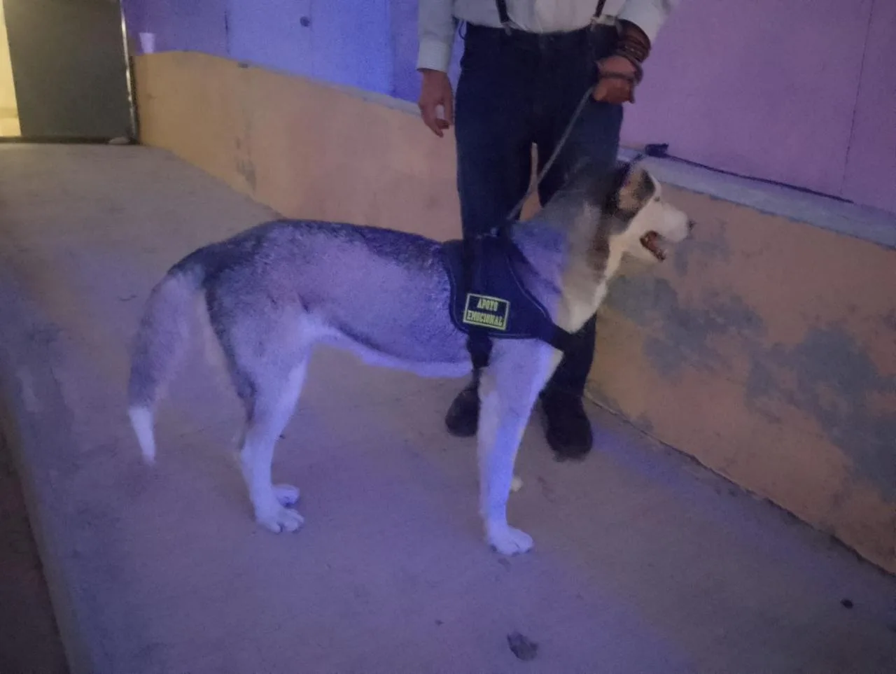 Perro Husky que atacó a niño en Feria del Libro permanece bajo resguardo de DABA en Ciudad Juárez