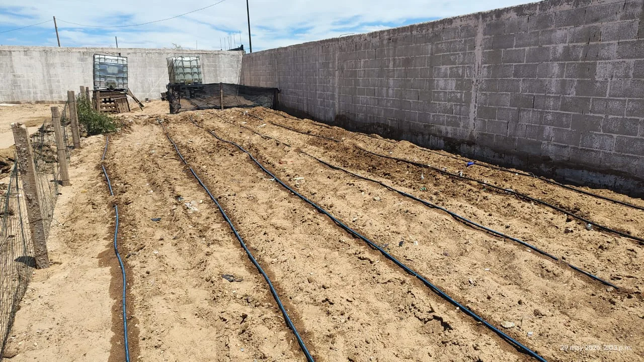 Desarrollo Rural planea expandir huertos familiares en comedores infantiles de Los Kilómetros para 2027 - imagen 5