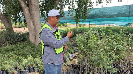 Consejos para cuidar árboles y plantas en Chihuahua por el Día Mundial del Medio Ambiente
