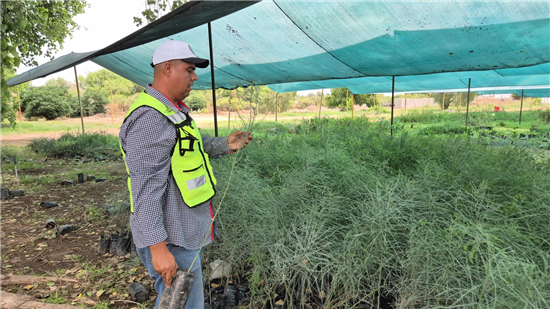 Consejos para cuidar árboles y plantas en Chihuahua por el Día Mundial del Medio Ambiente - imagen 1