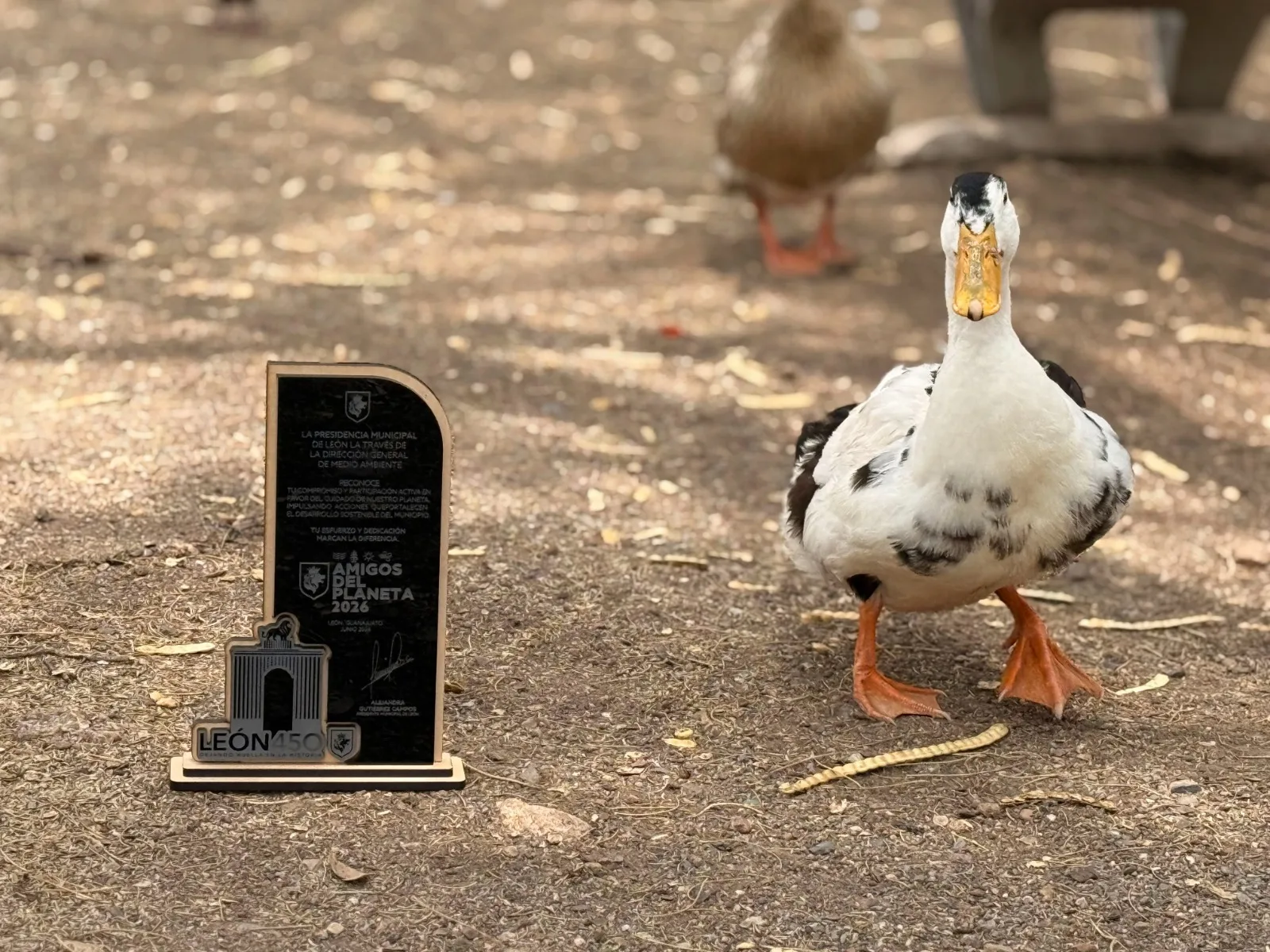 Parque Metropolitano de León recibe reconocimiento por conservación de aves acuáticas