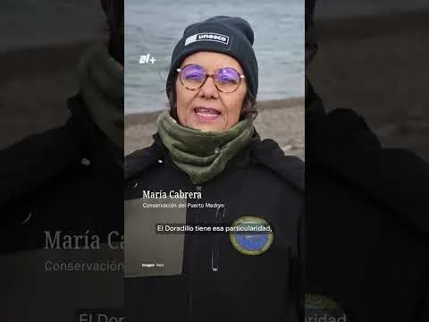 Ballenas francas llegan a Puerto Madryn para dar a luz en temporada de avistaje
