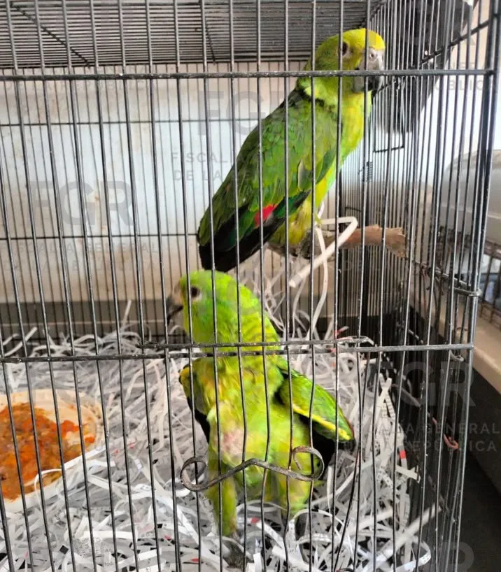 FGR asegura fauna silvestre en peligro de extinción en Zapopan, Jalisco - imagen 6