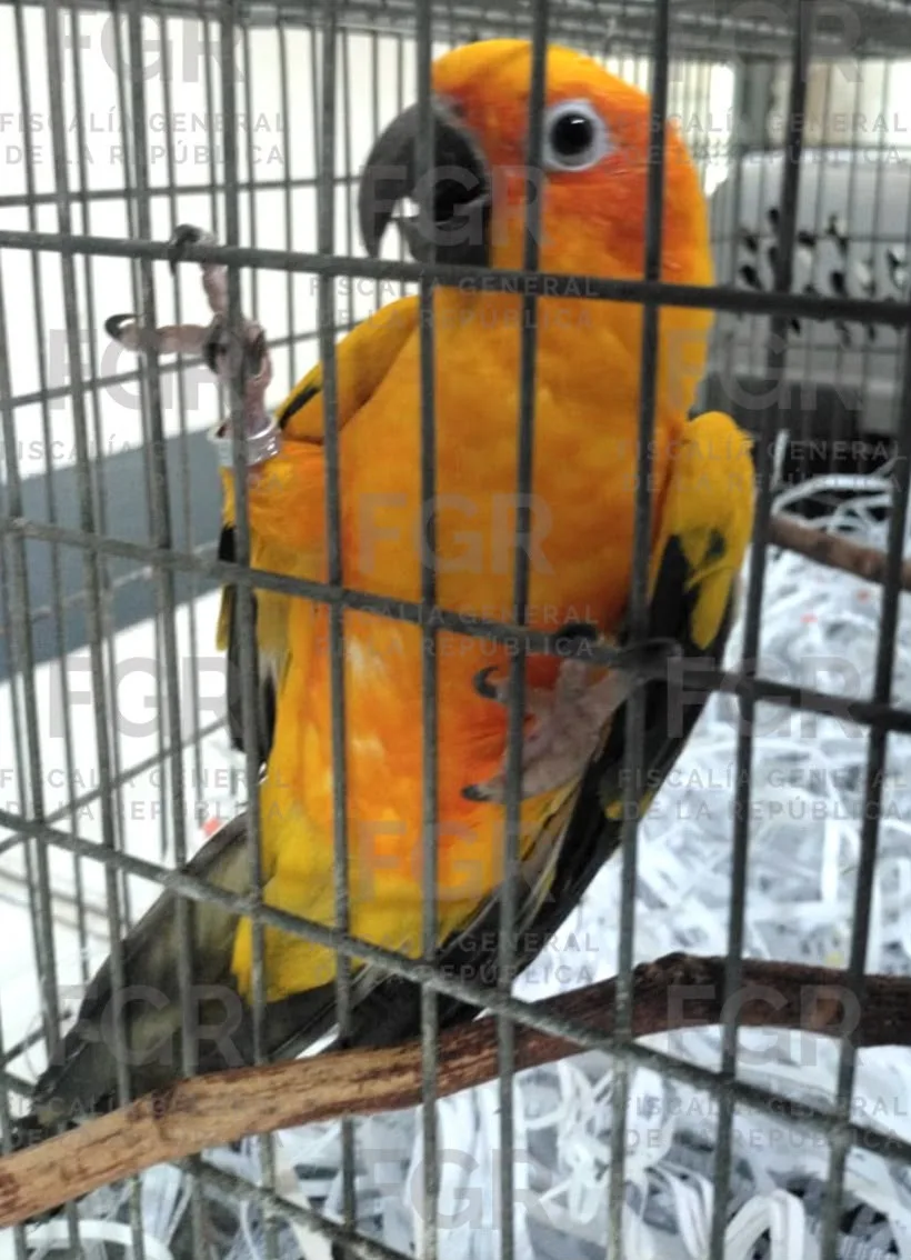 FGR asegura fauna silvestre en peligro de extinción en Zapopan, Jalisco - imagen 4