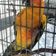 FGR asegura fauna silvestre en peligro de extinción en Zapopan, Jalisco - imagen 5