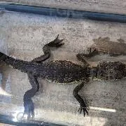 FGR asegura fauna silvestre en peligro de extinción en Zapopan, Jalisco - imagen 9